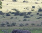 tanzanie_elefant_ngorongoro032