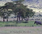 tanzanie_elefant_ngorongoro033