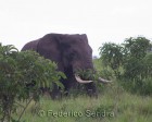 tanzanie_elefant_ngorongoro035