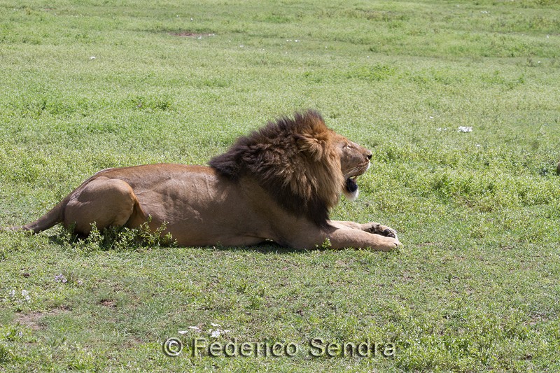 tanzanie_lion_001