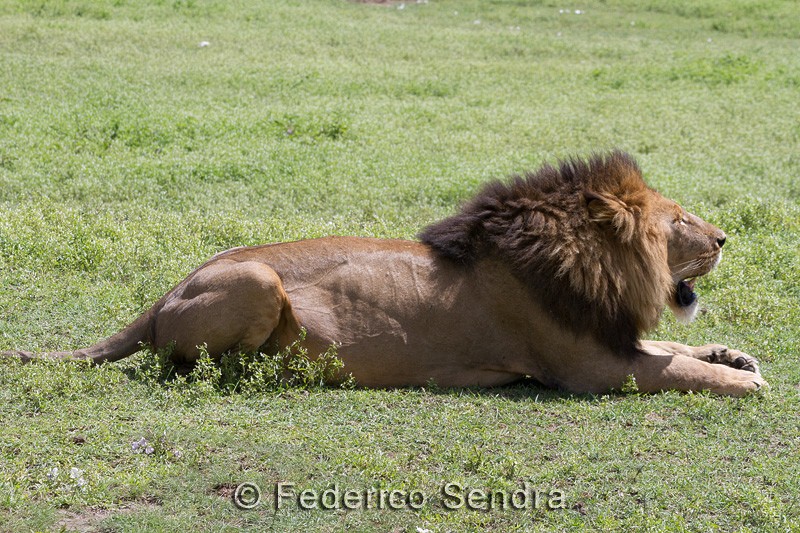 tanzanie_lion_002