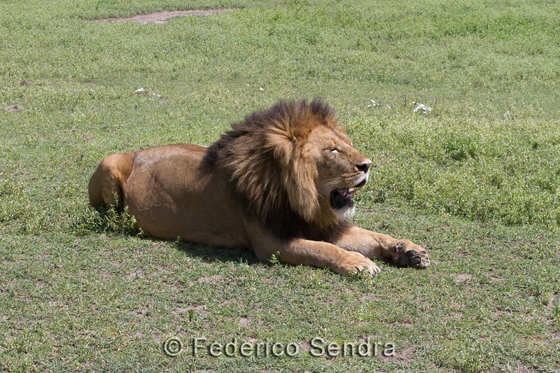 tanzanie_lion_004