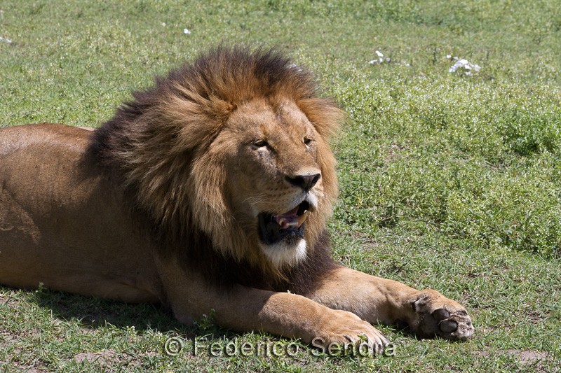 tanzanie_lion_006