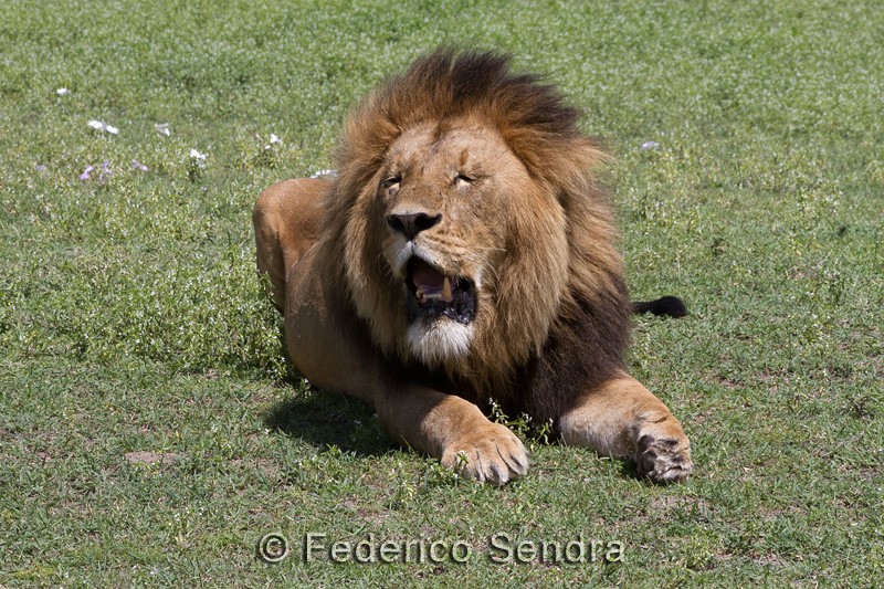 tanzanie_lion_007