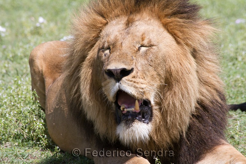 tanzanie_lion_008
