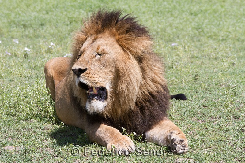 tanzanie_lion_009
