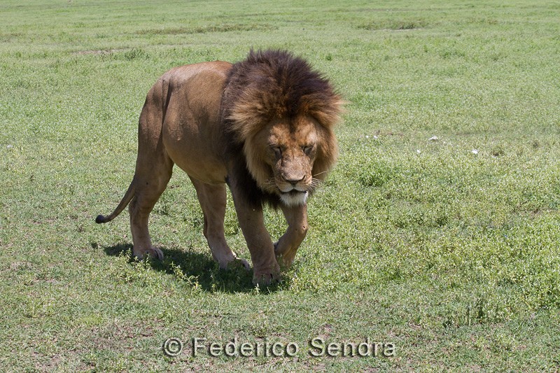 tanzanie_lion_011