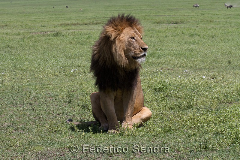 tanzanie_lion_012