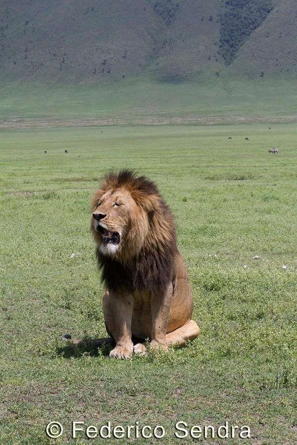 tanzanie_lion_013