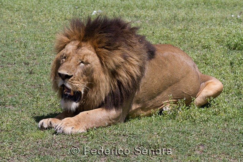 tanzanie_lion_014