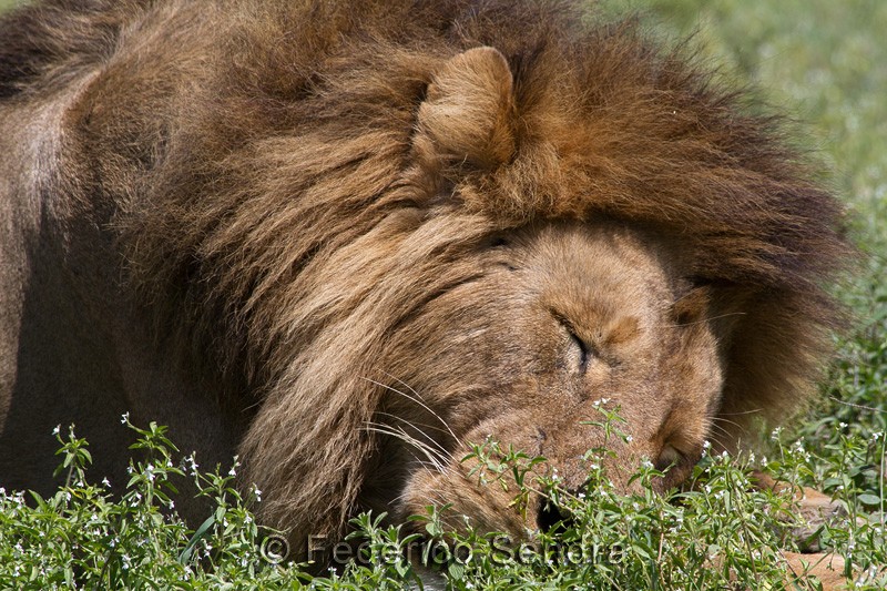 tanzanie_lion_015