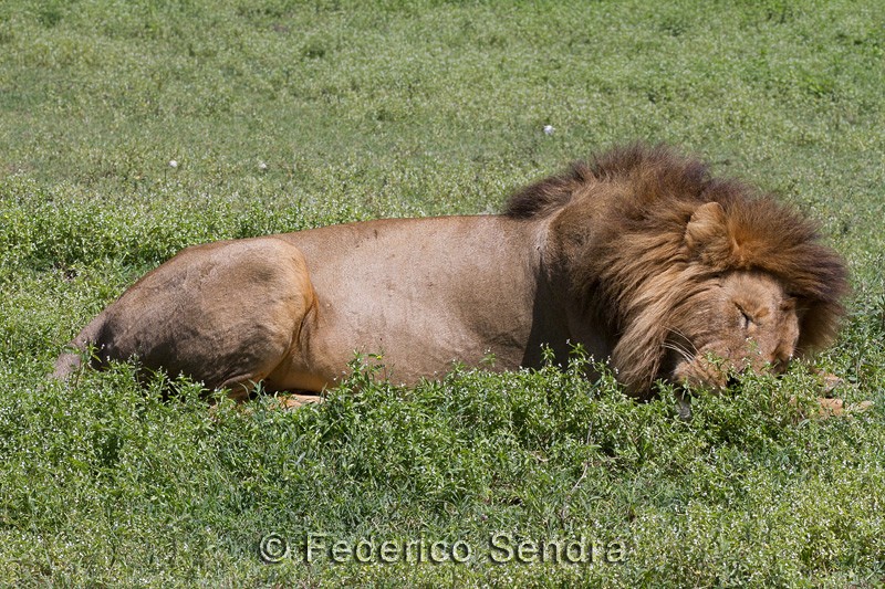 tanzanie_lion_016