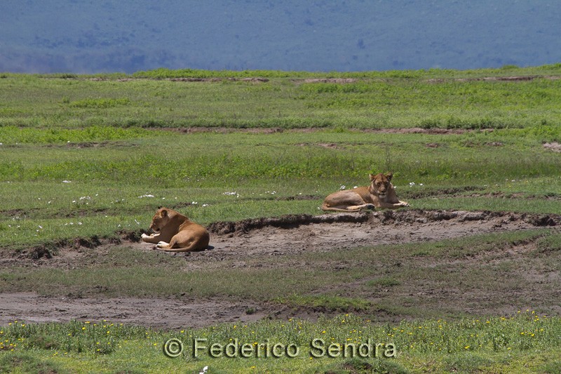 tanzanie_lion_017