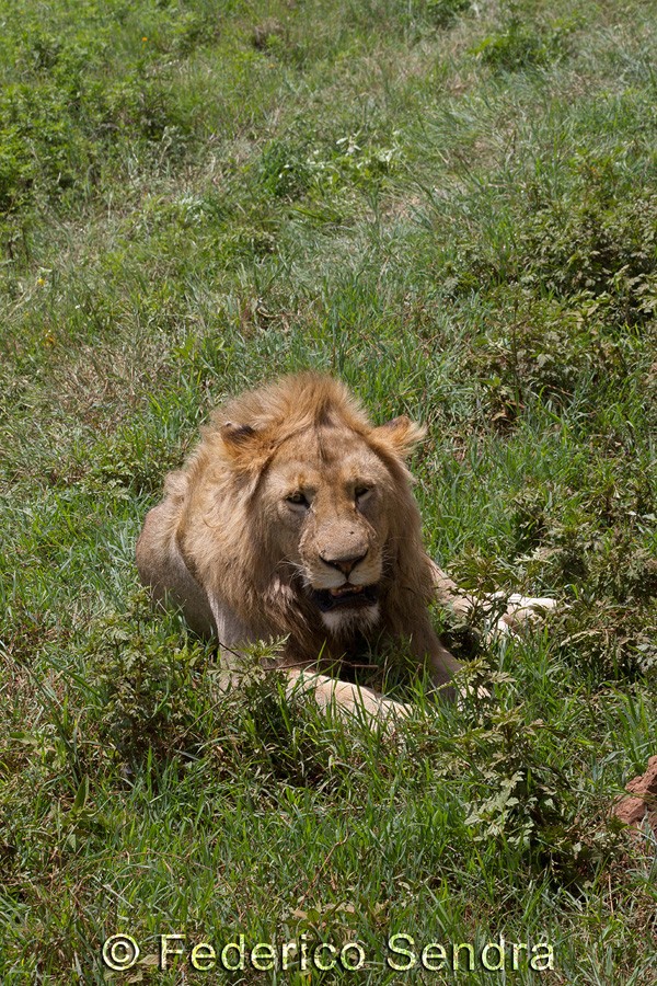 tanzanie_lion_019