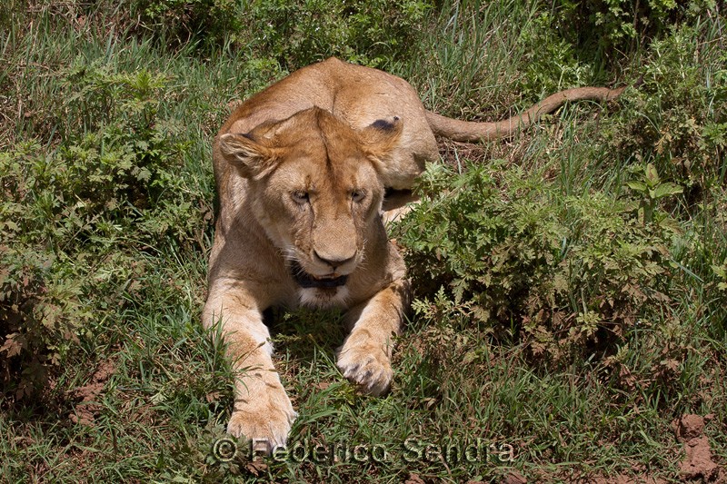 tanzanie_lion_020