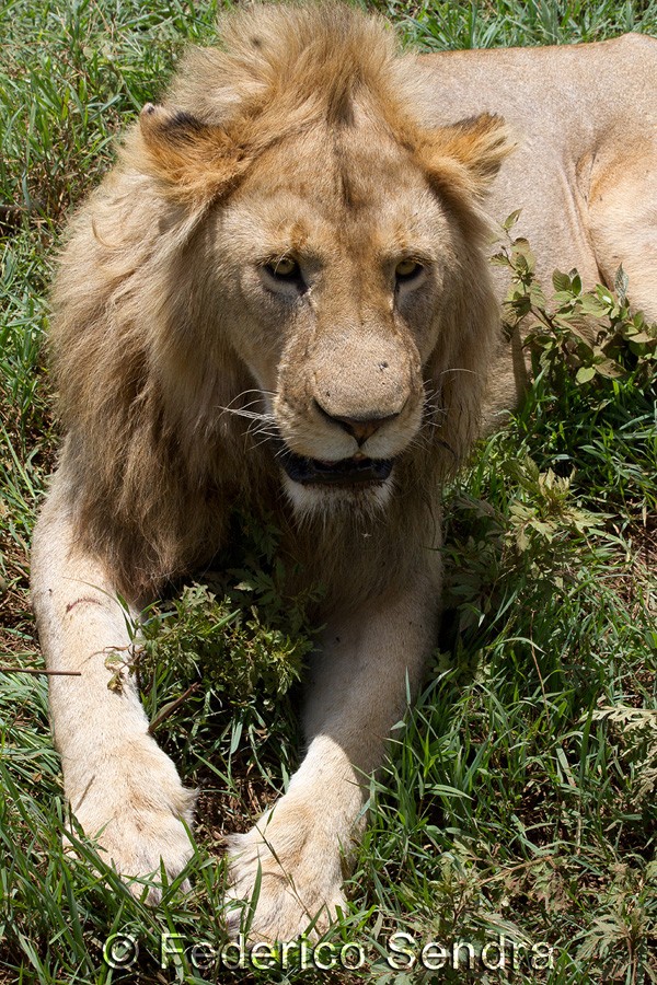tanzanie_lion_021