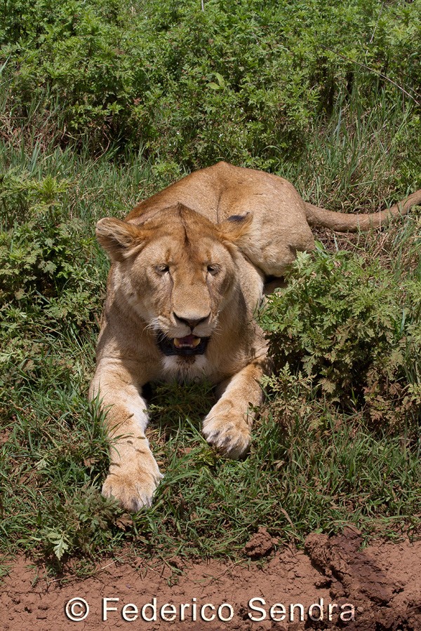tanzanie_lion_022