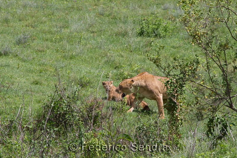tanzanie_lion_024