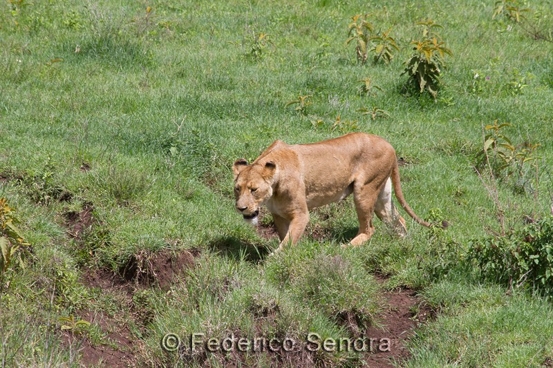 tanzanie_lion_025