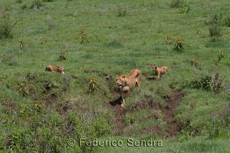 tanzanie_lion_027