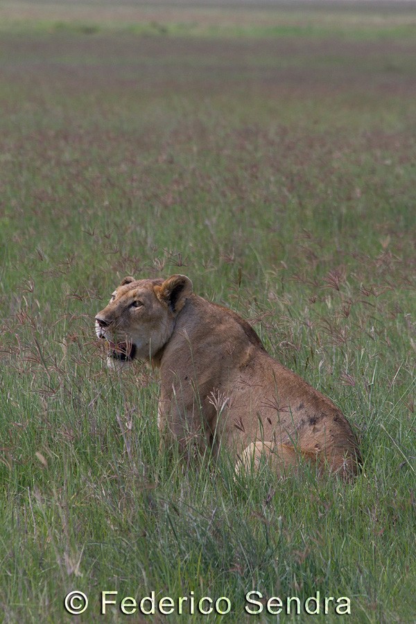tanzanie_lion_029