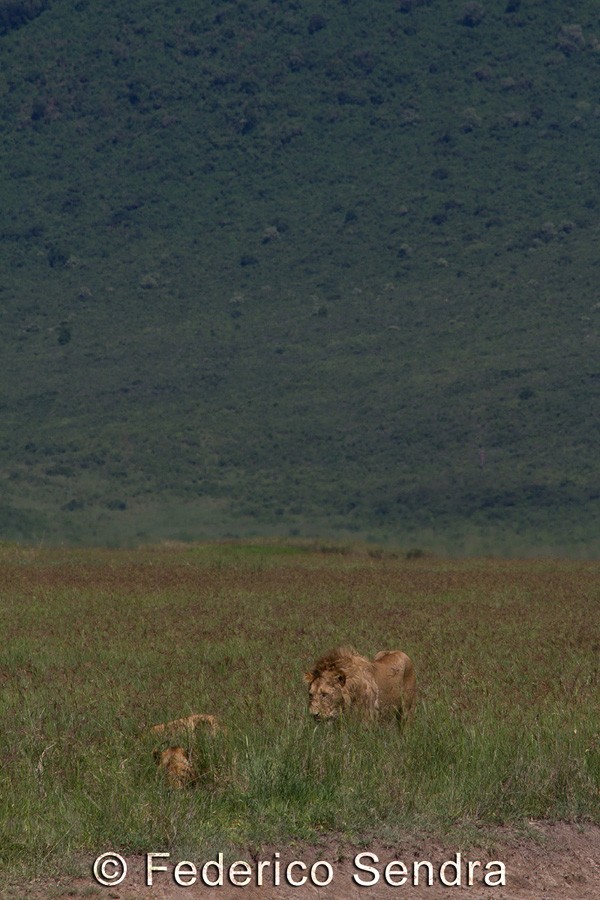 tanzanie_lion_031