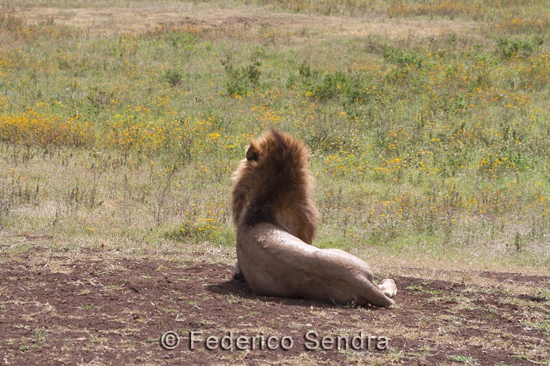 tanzanie_lion_036