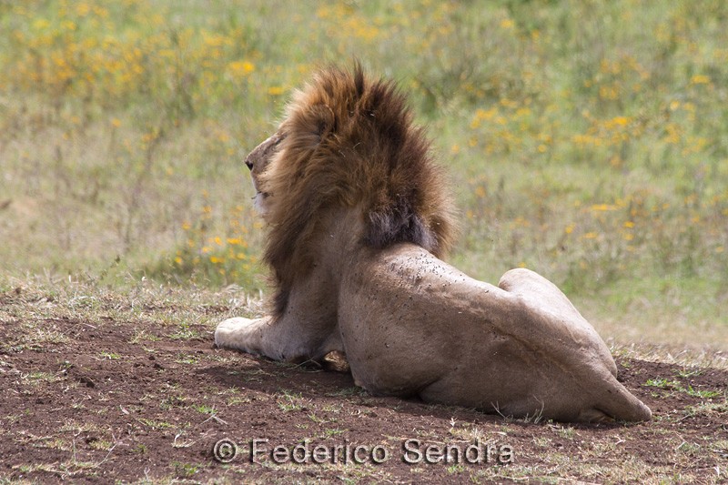 tanzanie_lion_038
