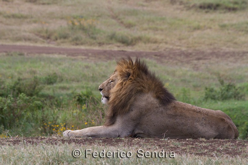 tanzanie_lion_039
