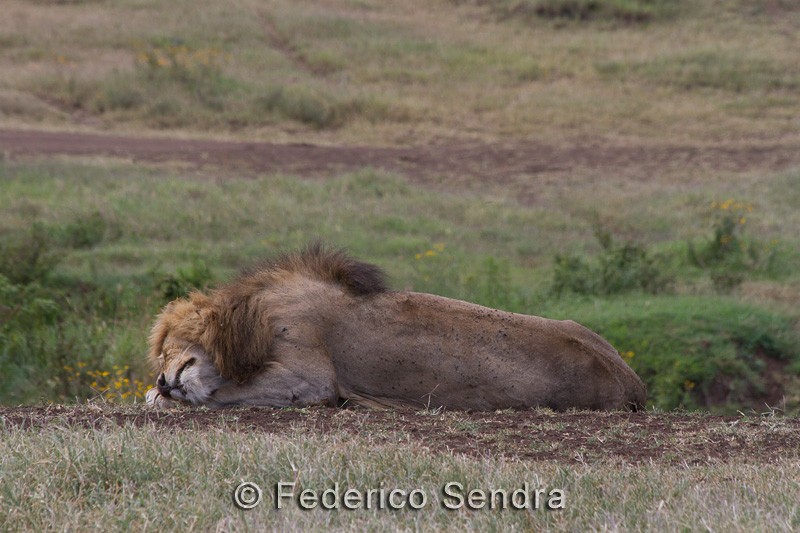 tanzanie_lion_040