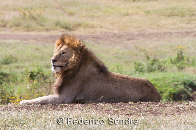 tanzanie_lion_042