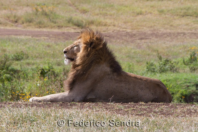 tanzanie_lion_043