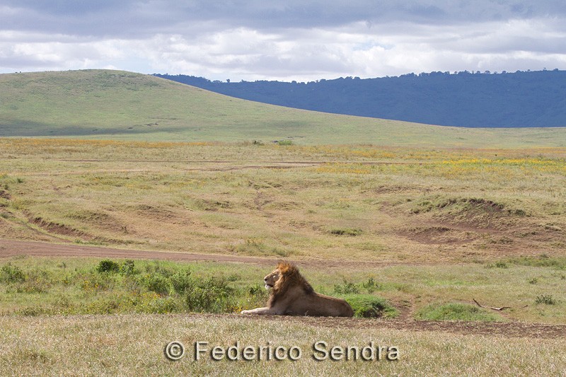 tanzanie_lion_044