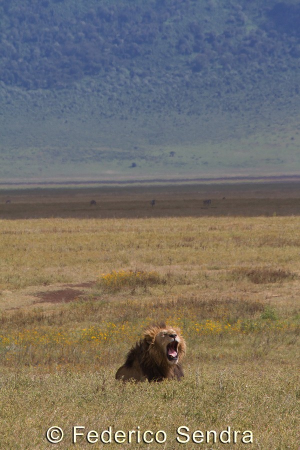 tanzanie_lion_049