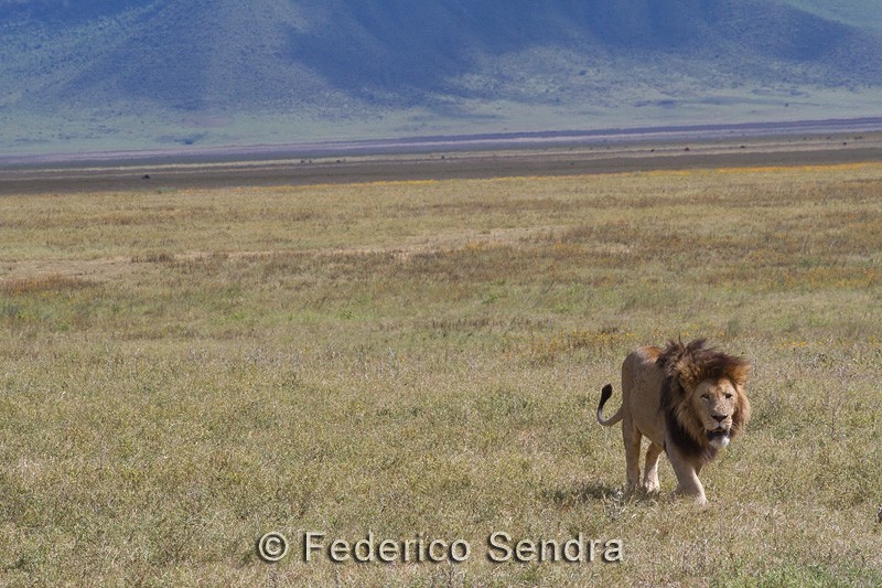 tanzanie_lion_050