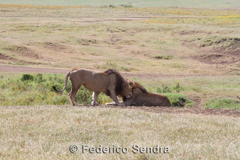 tanzanie_lion_051