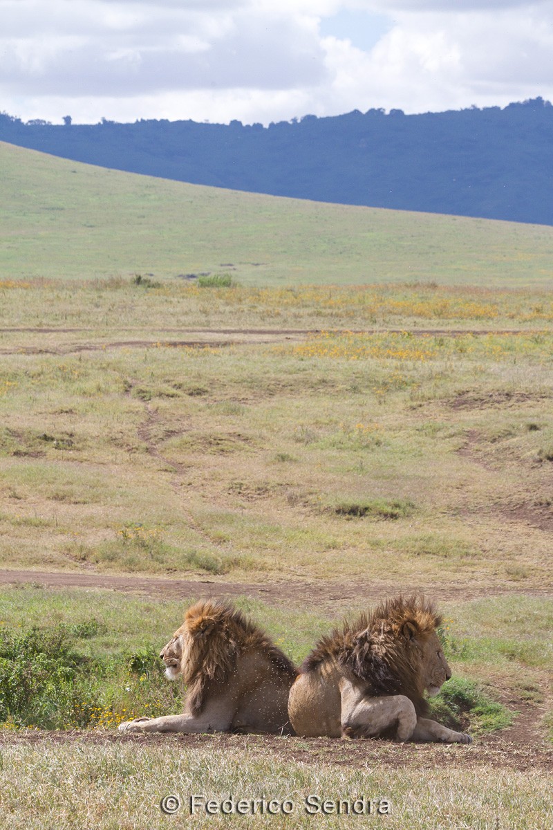 tanzanie_lion_052