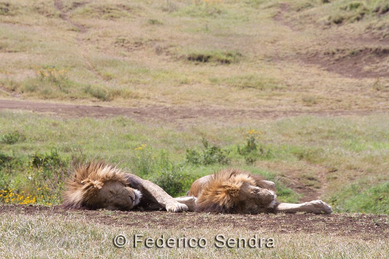 tanzanie_lion_053