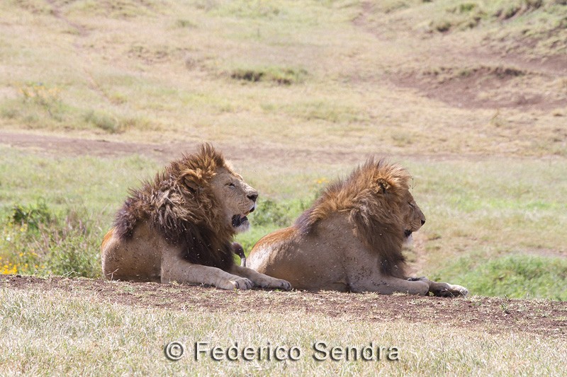 tanzanie_lion_054