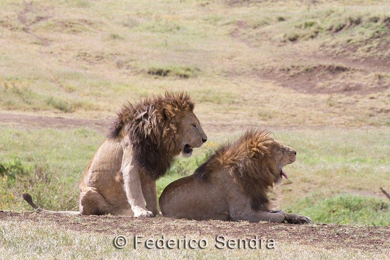 tanzanie_lion_055