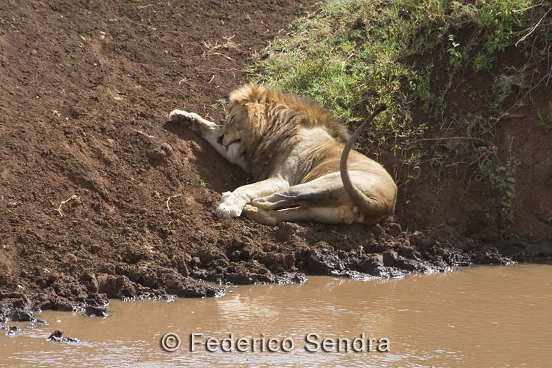 tanzanie_lion_056