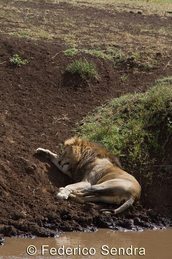 tanzanie_lion_057
