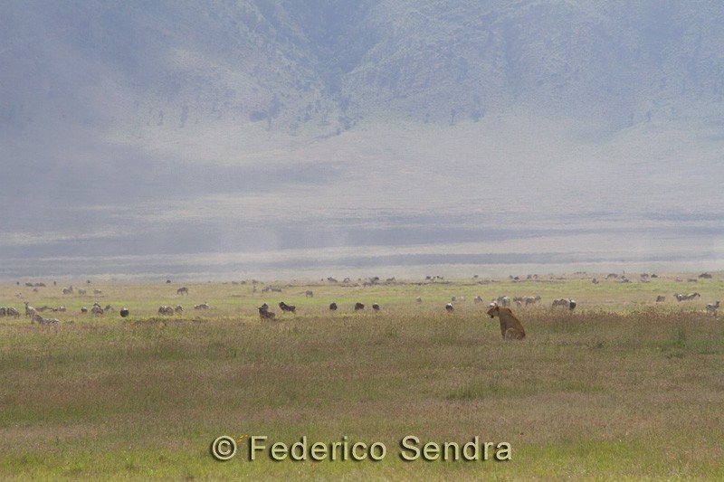tanzanie_lion_059