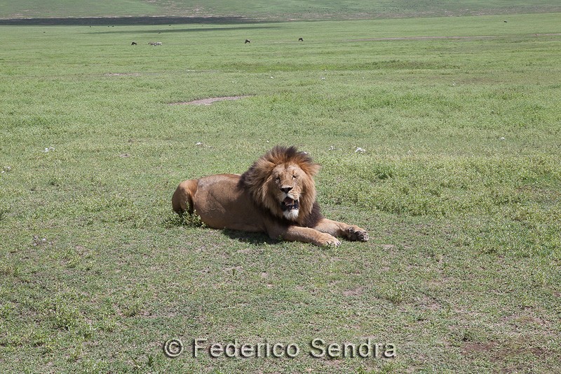 tanzanie_lion_062