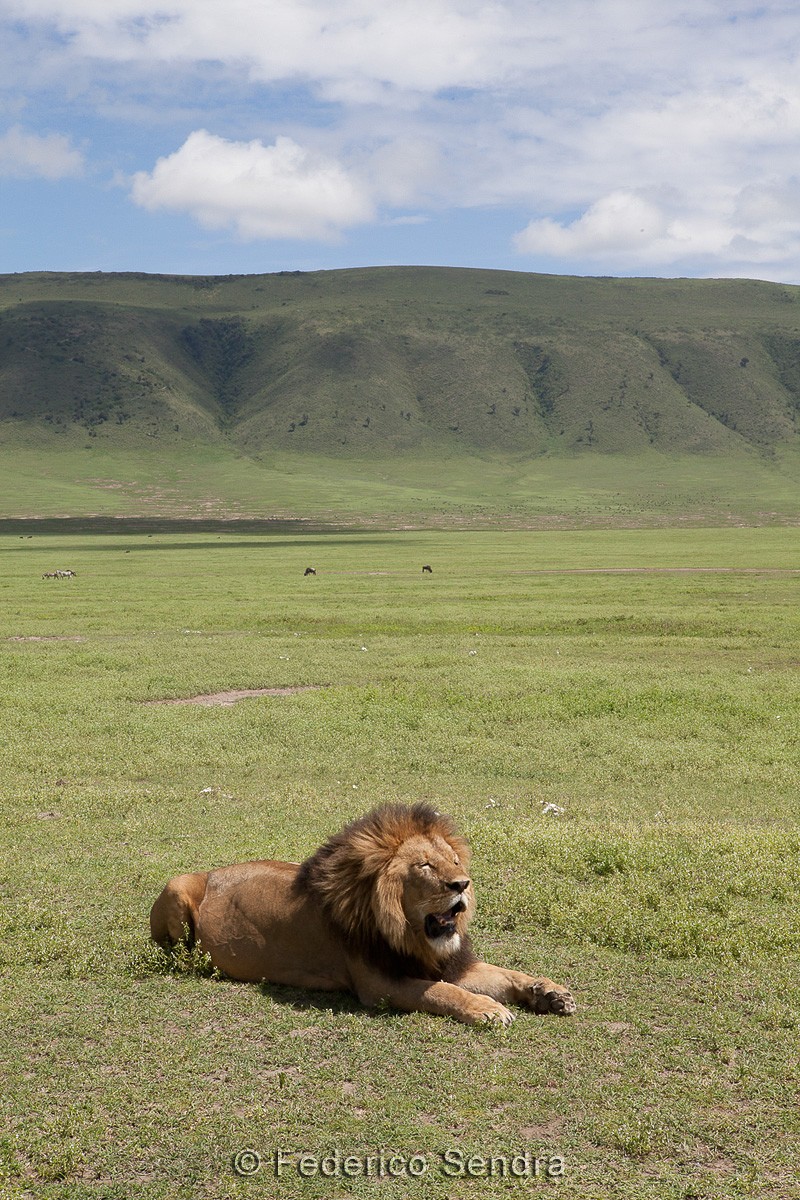 tanzanie_lion_063