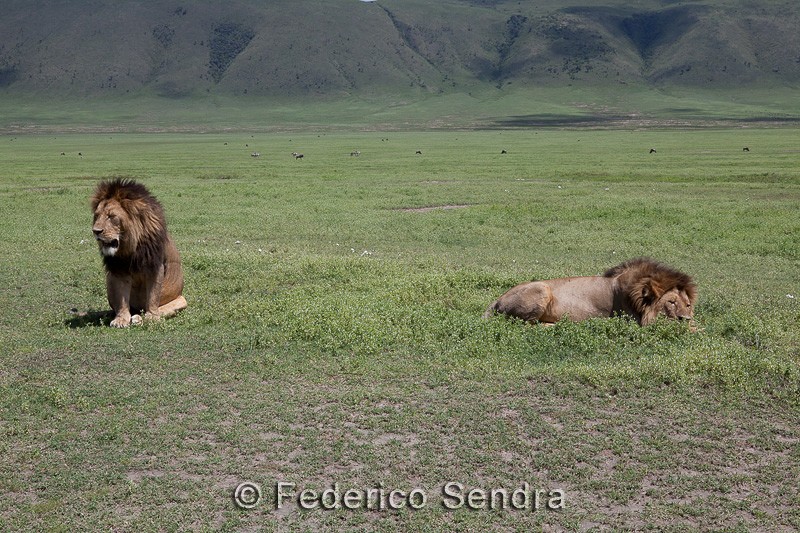 tanzanie_lion_064