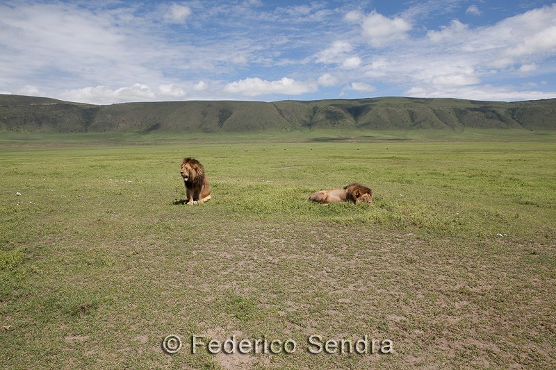 tanzanie_lion_065