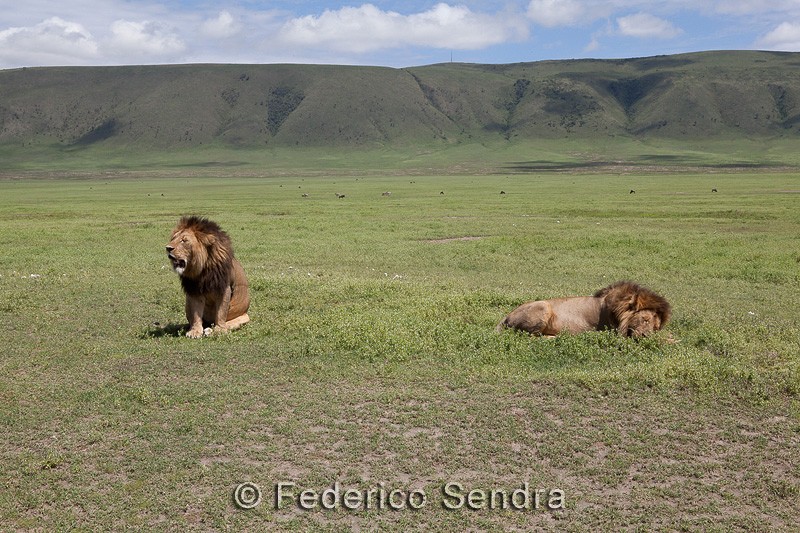 tanzanie_lion_066