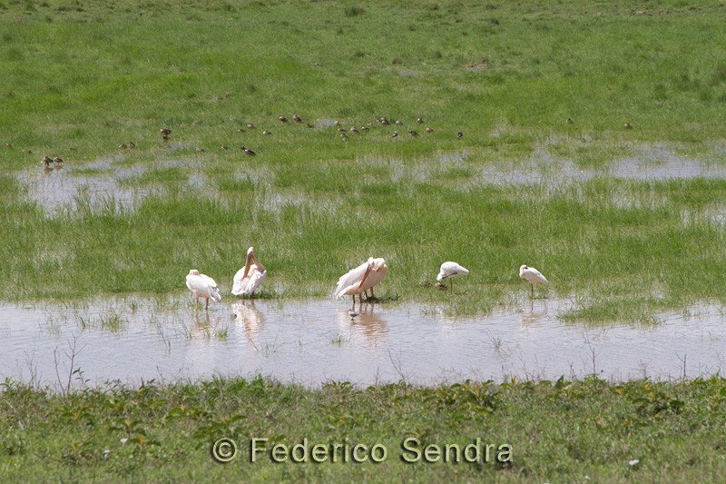 tanzanie_oiseau_ngorongoro_001