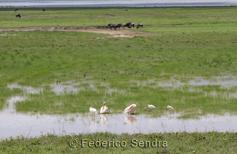 tanzanie_oiseau_ngorongoro_002